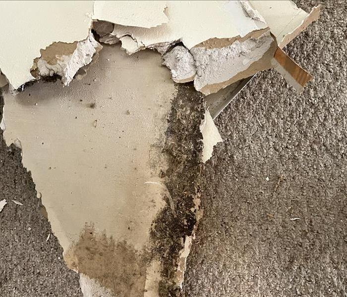 Mold and water damage in home